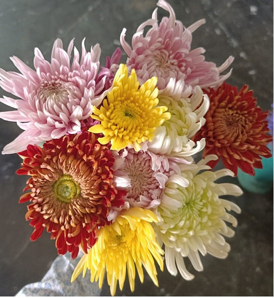 Chrysanthemum Mix