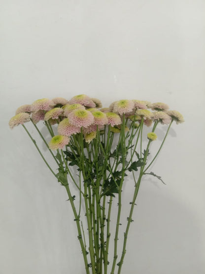 Chrysanthemum pink button