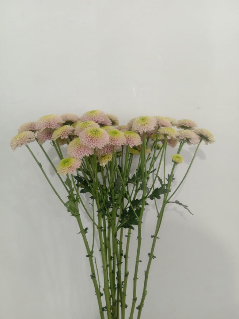 Chrysanthemum pink button