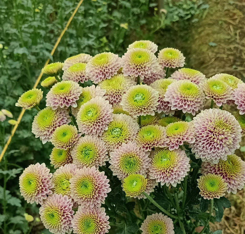 Chrysanthemum pink button