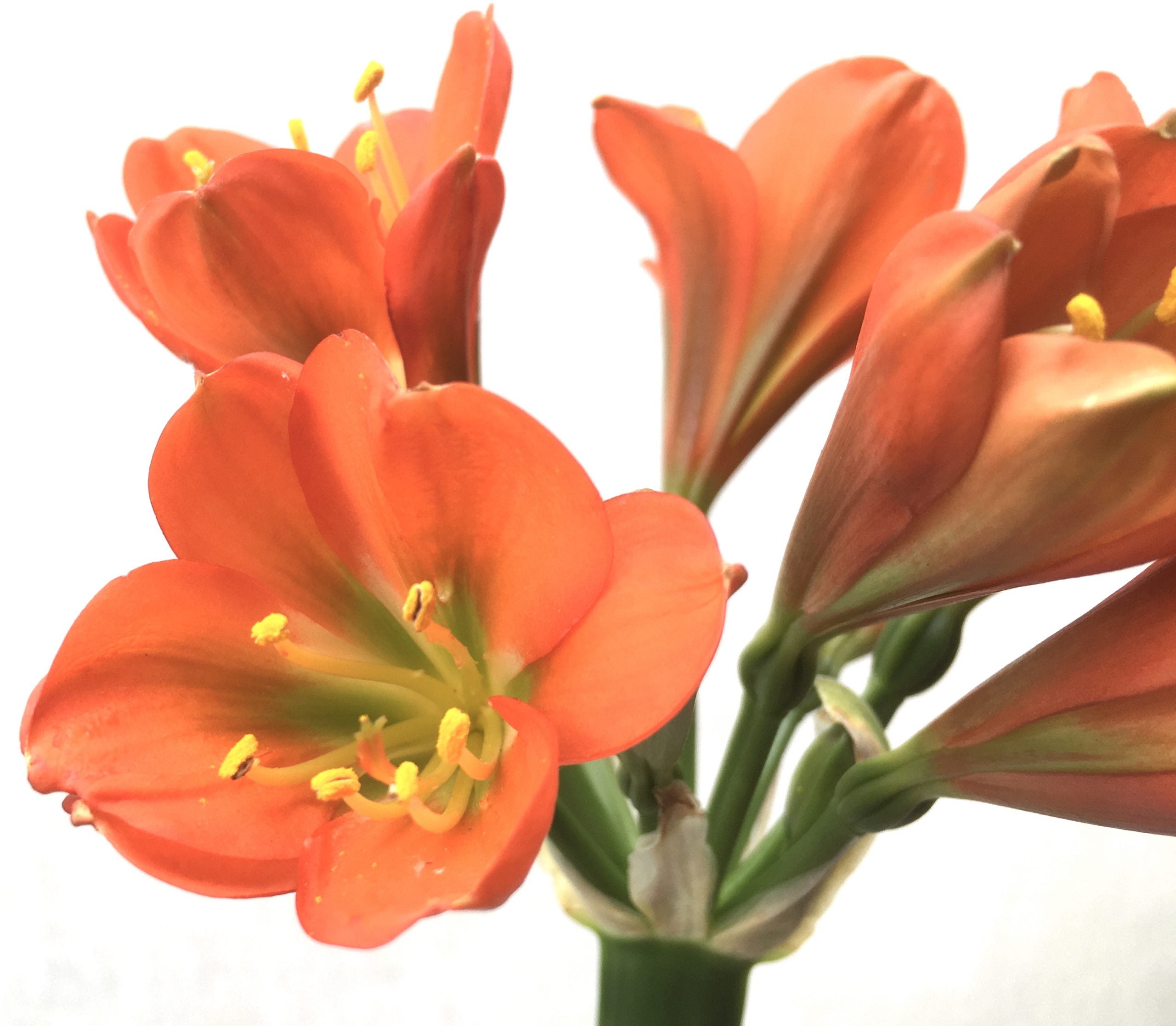 Clivia