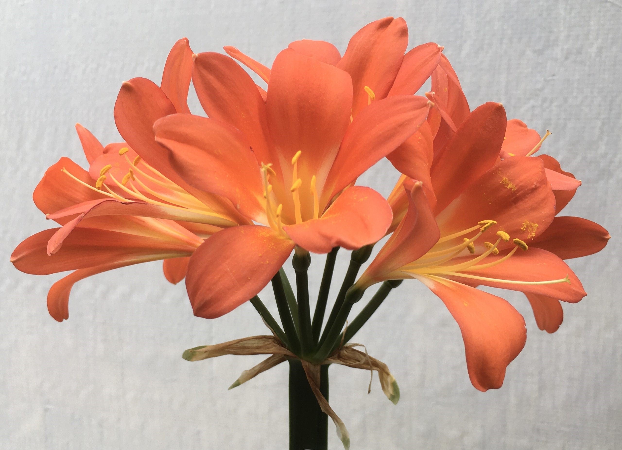Clivia