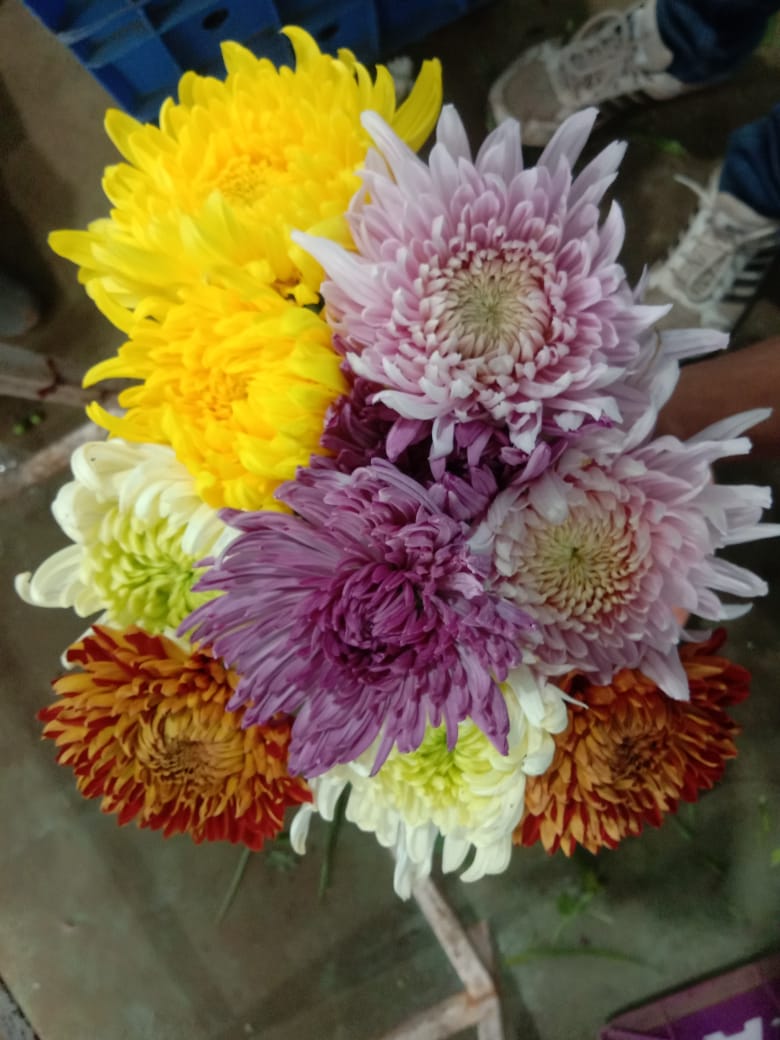 Chrysanthemum Mix