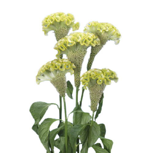 Celosia Green