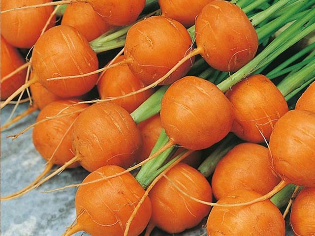 Round Carrot