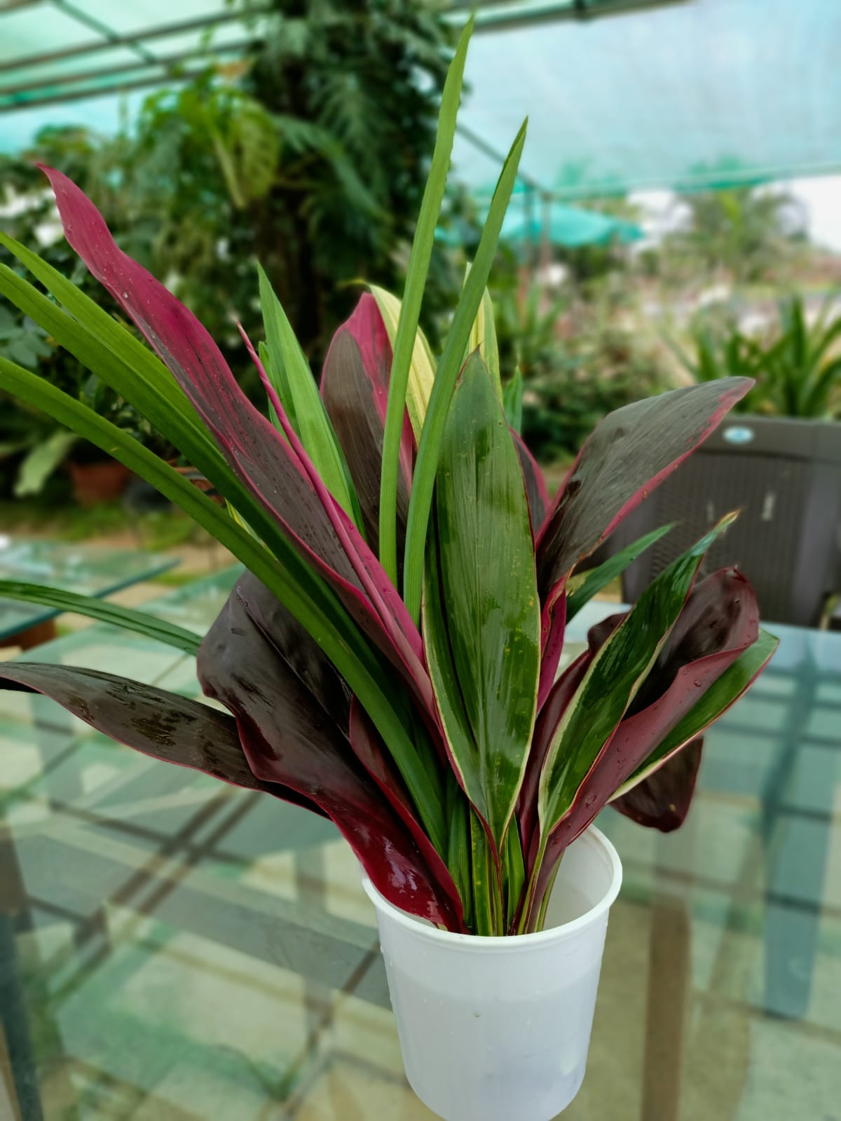 Foliage mixed