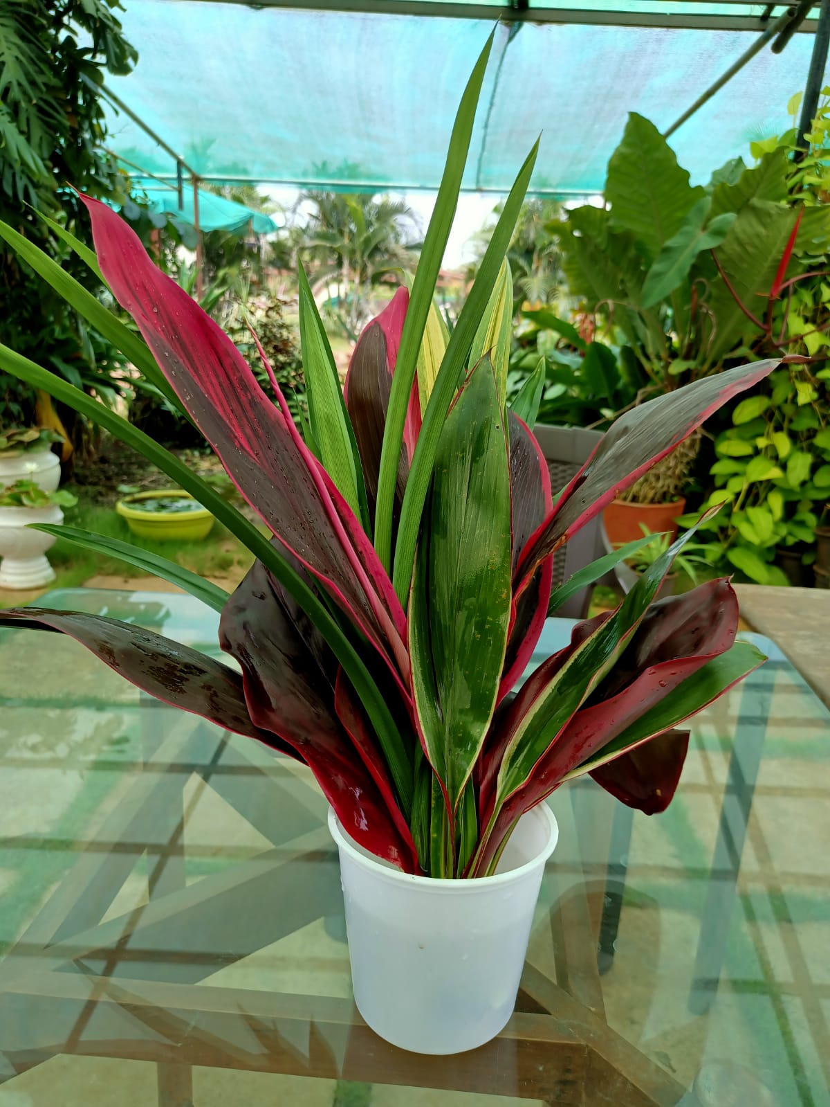 Foliage mixed