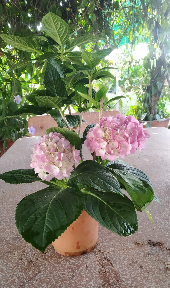Hydrangea Pink Large Living Plant