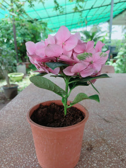 Hydrangea Pink Living Plant