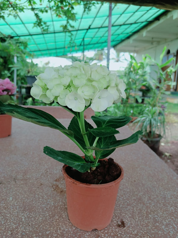 Hydrangea White Living Plant