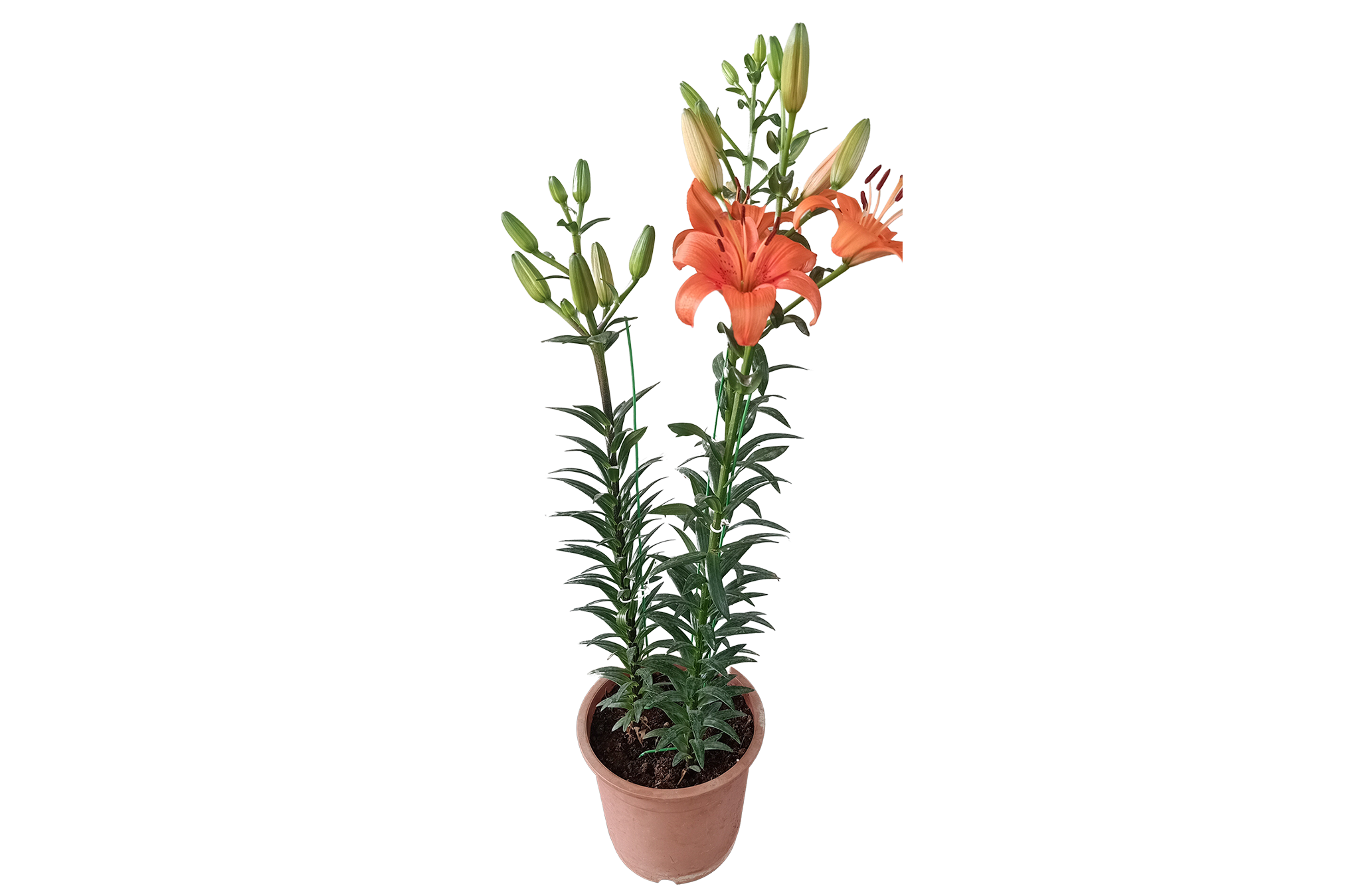 Asiatic Lily Orange Live Plant