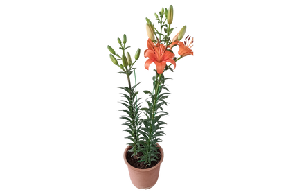 Asiatic Lily Orange Live Plant