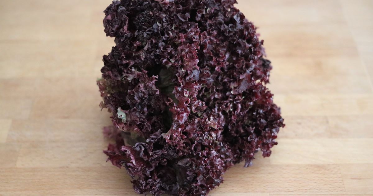 Lettuce Lollo Rosso Premium