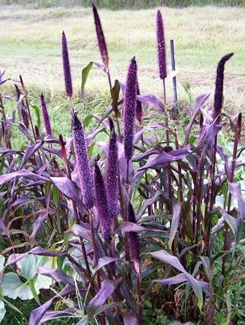 Purple Torch