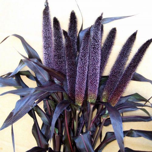 Purple Torch