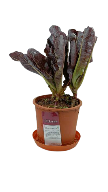 Lettuce Romain Red Live Plant