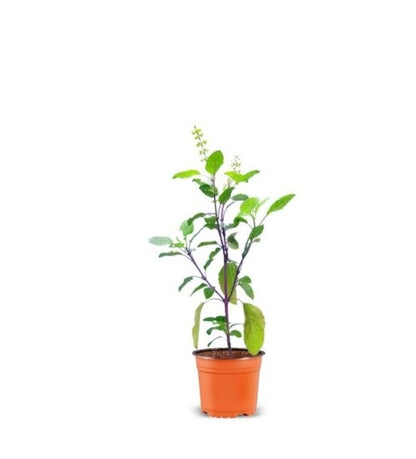 buy tulsi plant with pot online Tulsi Live Plant – Trikaya Online Store