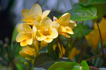 Freesia